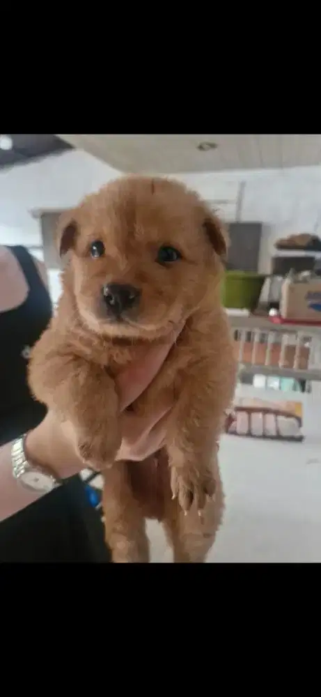 Anjing kintamani
