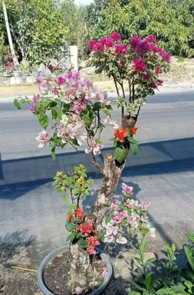 Bougenvil 5 warna batang super besar