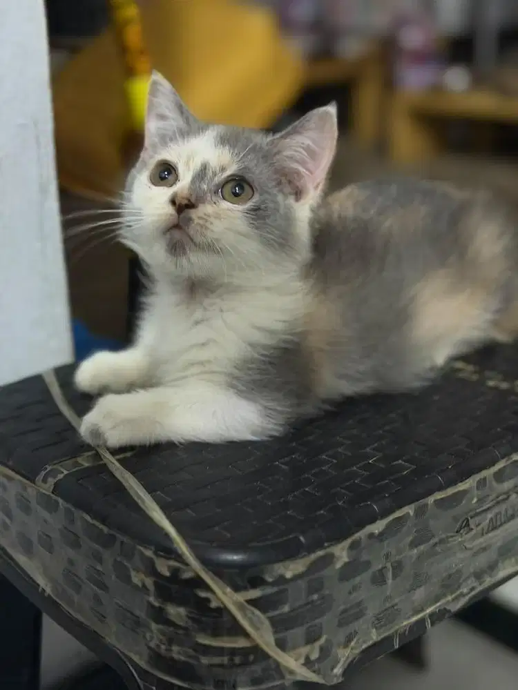 Kucing Munchkin Betina 3Bln
