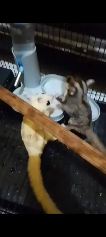 JUAL CEPAT SUGAR GLIDER JENIS JANTAN MURMER 2