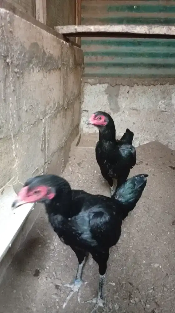 Ayam Bangkok pakhoy dedara