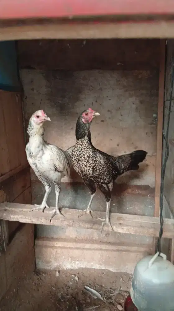 Ayam Bangkok pama dedara