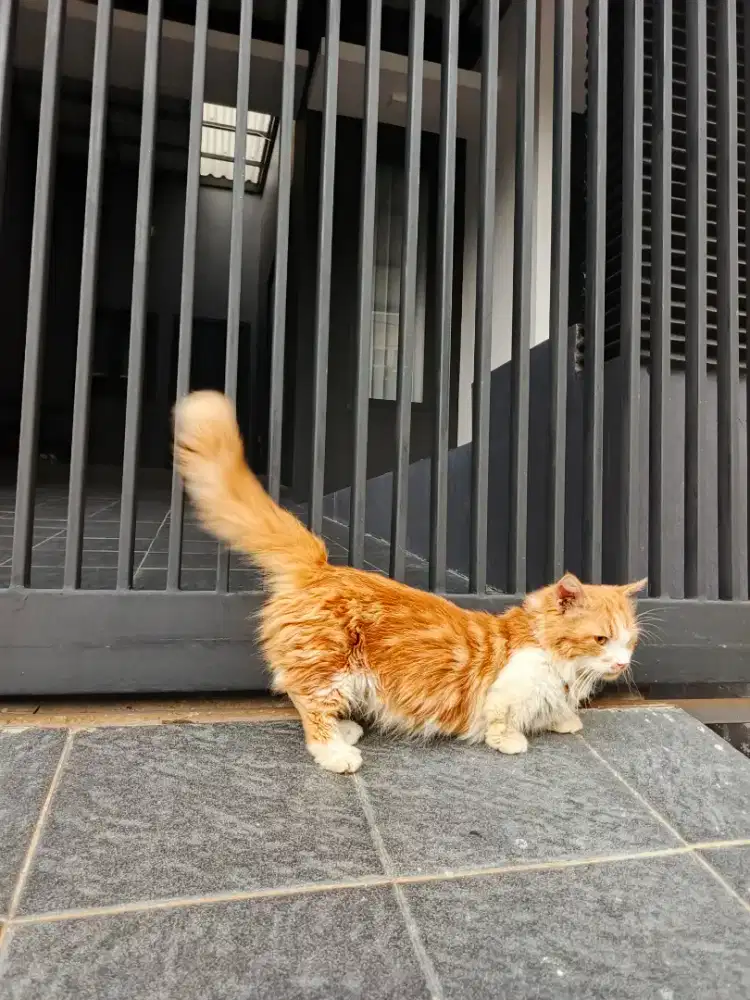 MUNCHKIN CEPER CEBOL BANGET