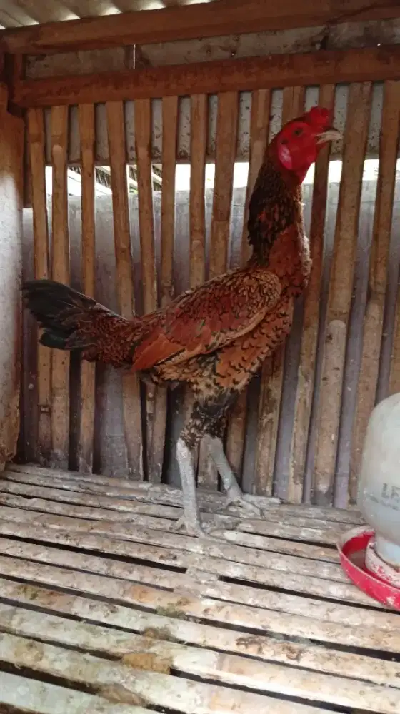 Ayam Bangkok Pama janggar