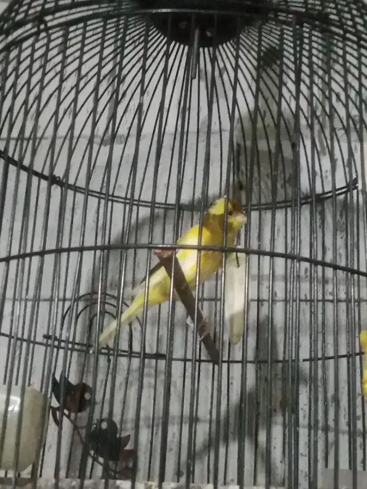 Kenari Silangan F1 sf x f1sf