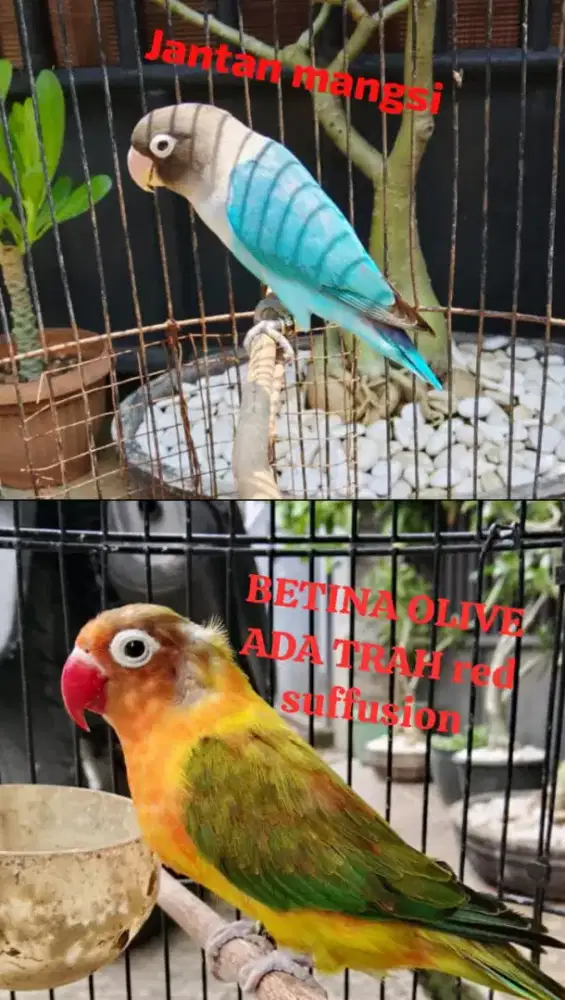 Jodoan lb produksi