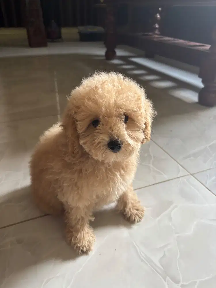 Anjing Toy Poodle