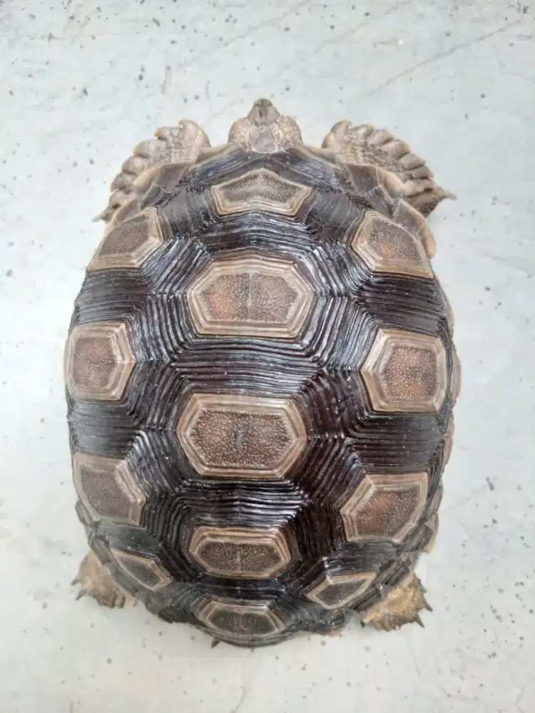Sulcsta Tortoise