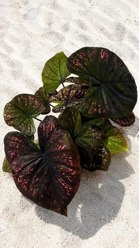 Caladium Import Thailand