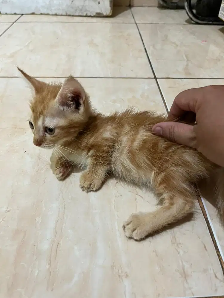 Kucing munchkin
