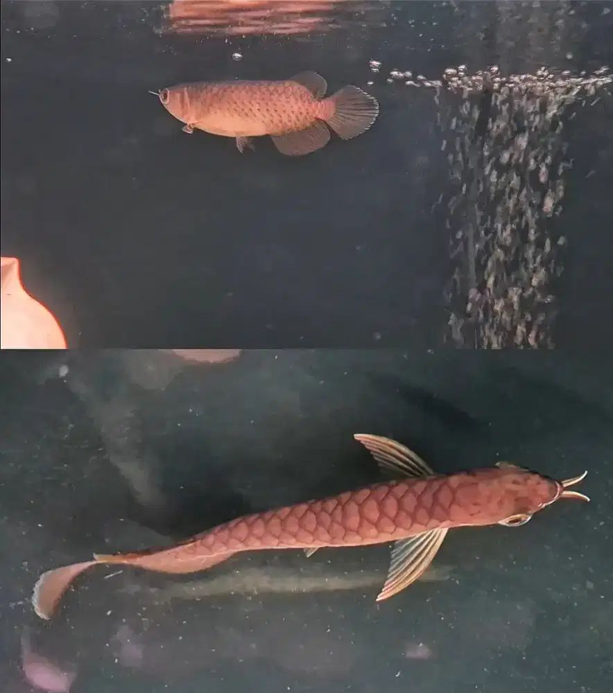 Arwana SR 100% ITL 15cm