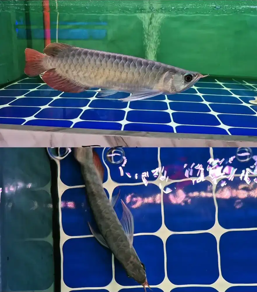 Arwana SR ITL 100%