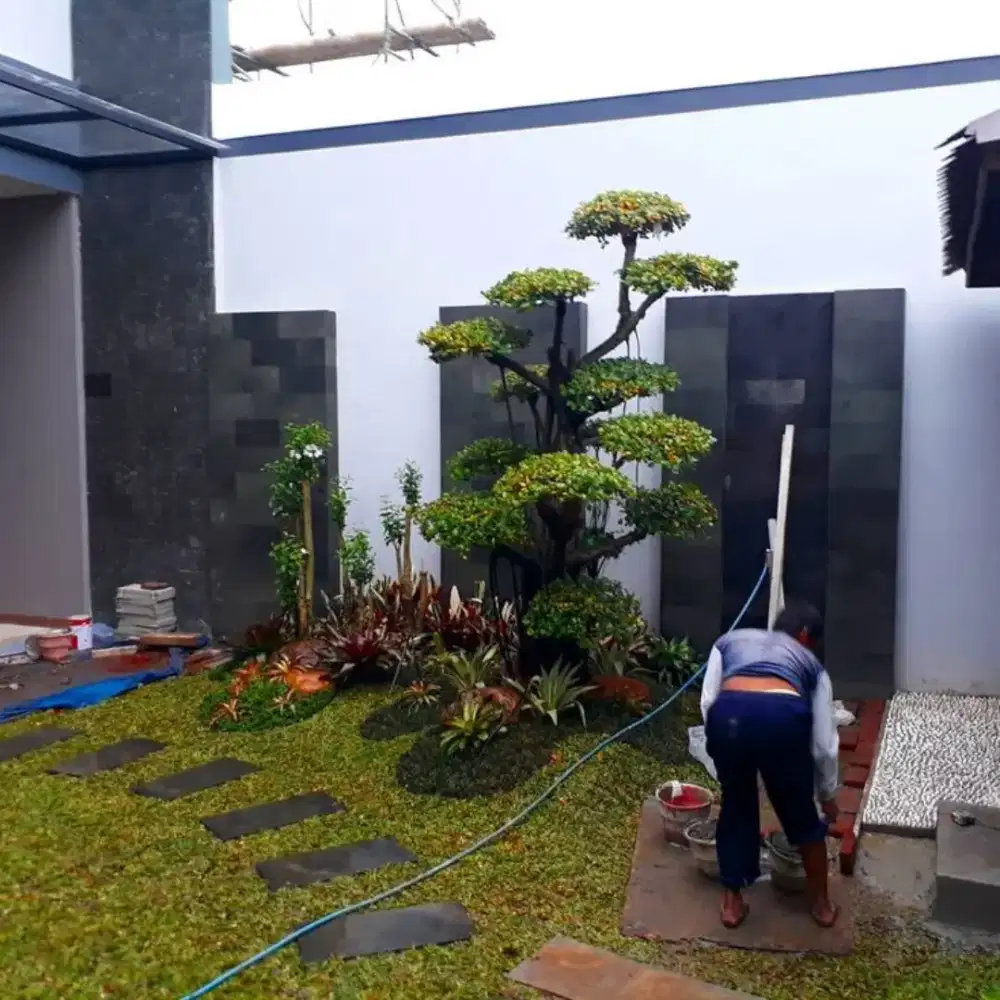 Rumput taman rumput gajah mini per meter