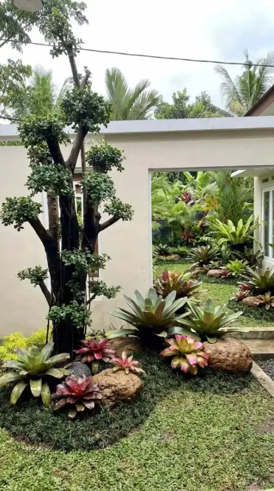 Taman rumput gajah mini