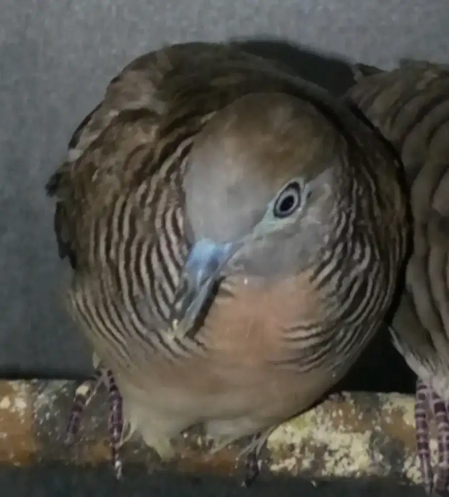 burung perkutut katuranggan gading tarung