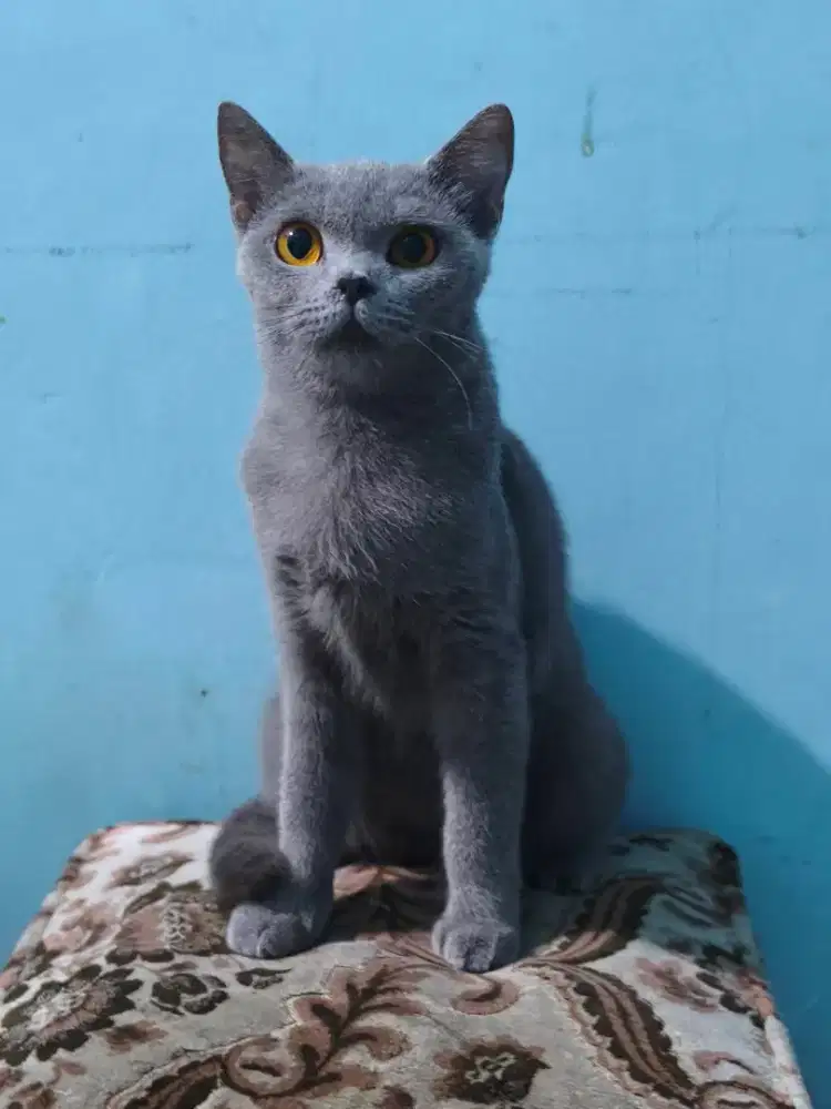 Lepas adospi Betina bsh blue solid sedang hamil