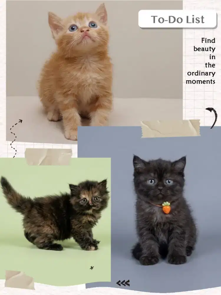 BSH Munchkin NS Betina dan Jantan