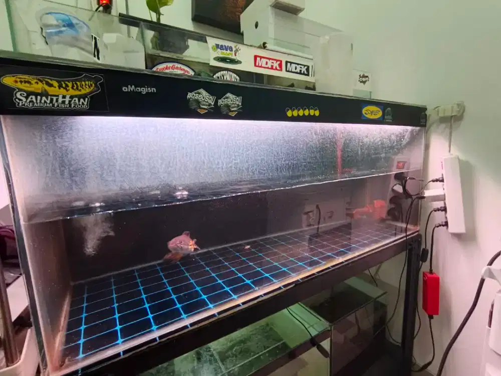 JUAL BORONGAN AQUARIUM + CHANNA FULL SET150
