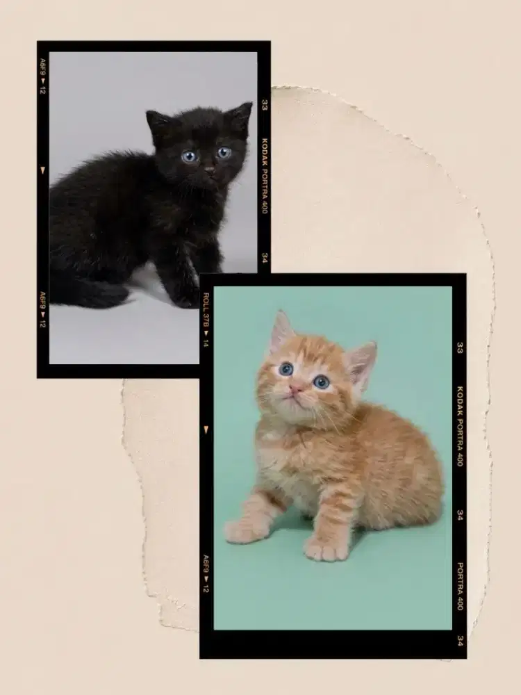BSH Black Solid dan BSH Red Carier Cinnamon