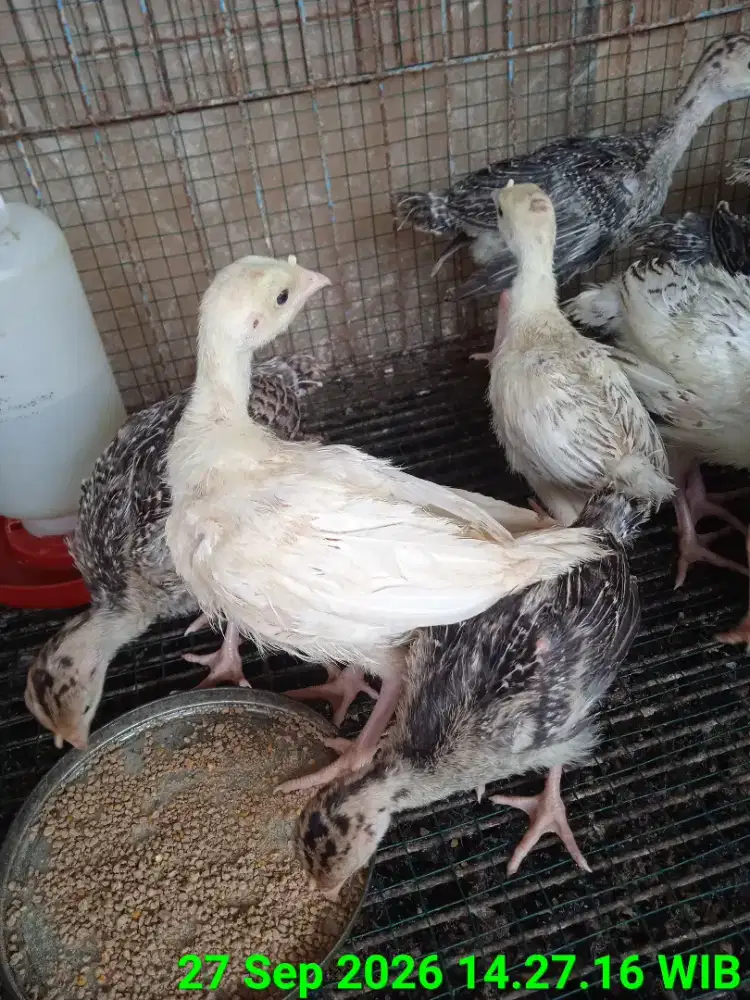 Kalkun tanpa Kandang Cemani Kate Pelung