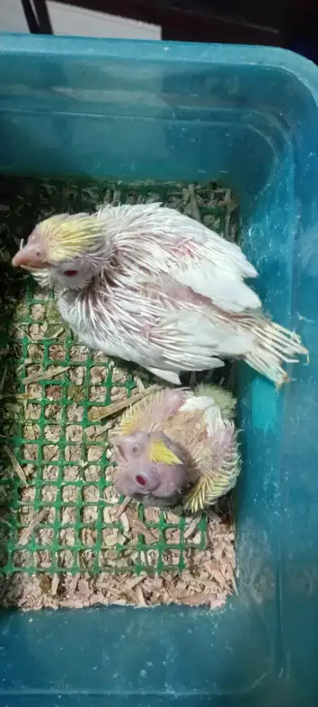 Jual anakan/lolohan parkit Australia/falk lutino mm/albino cf