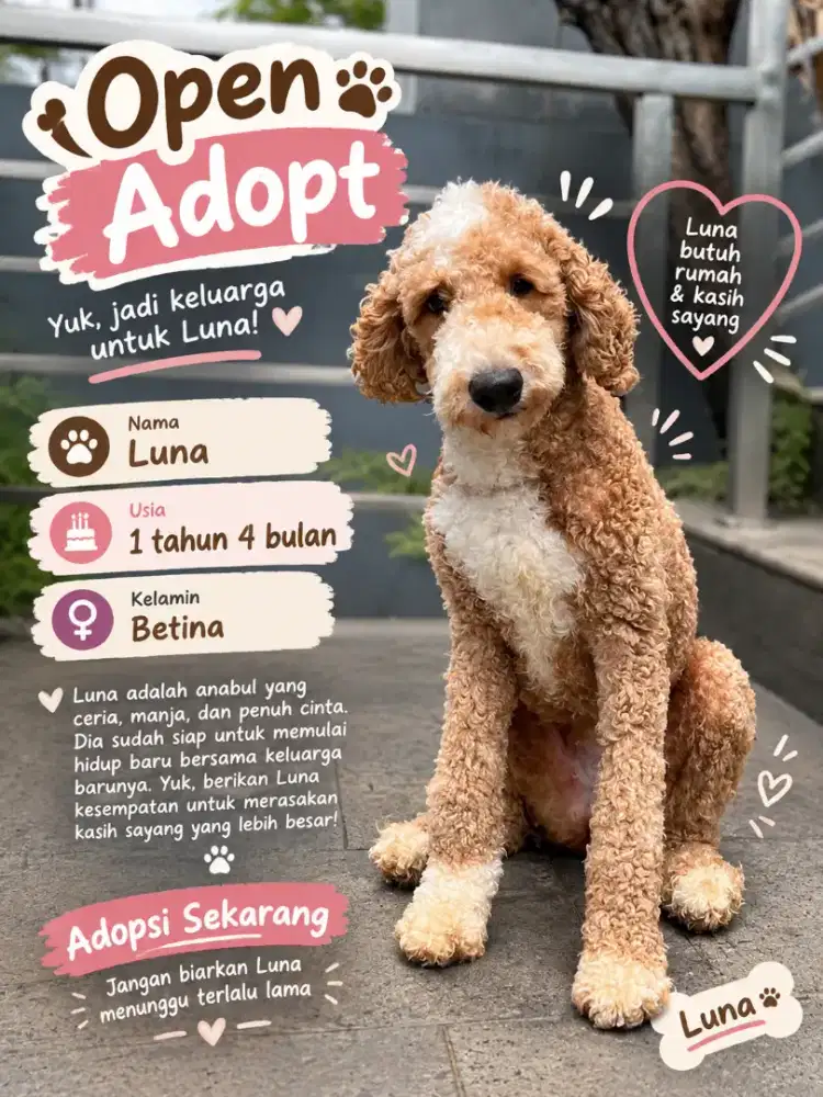 Anjing Ras Giant Poodle