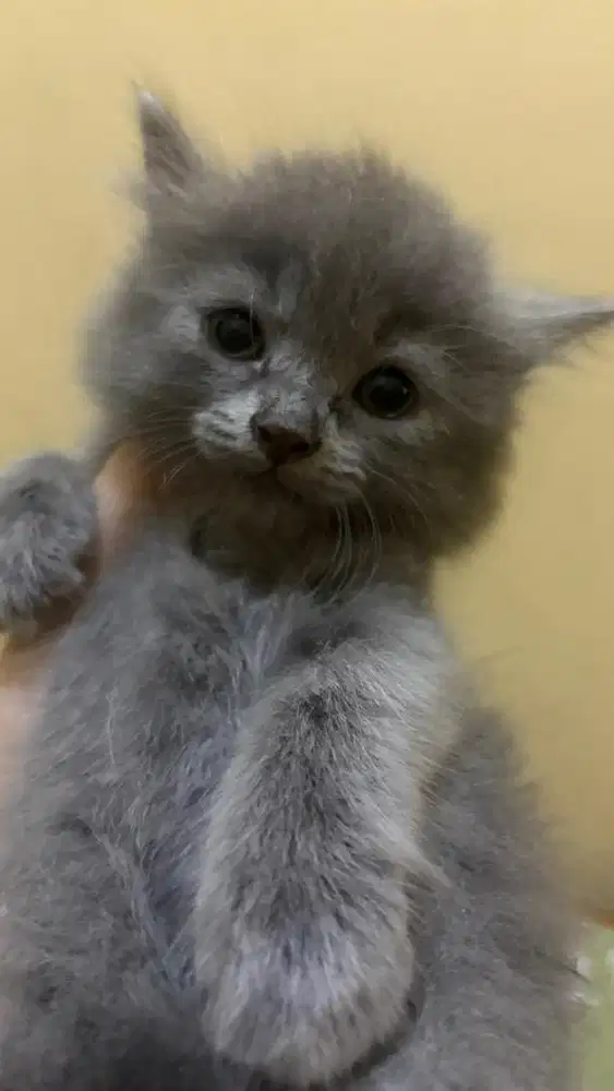 KITTEN ANGGORA GREY