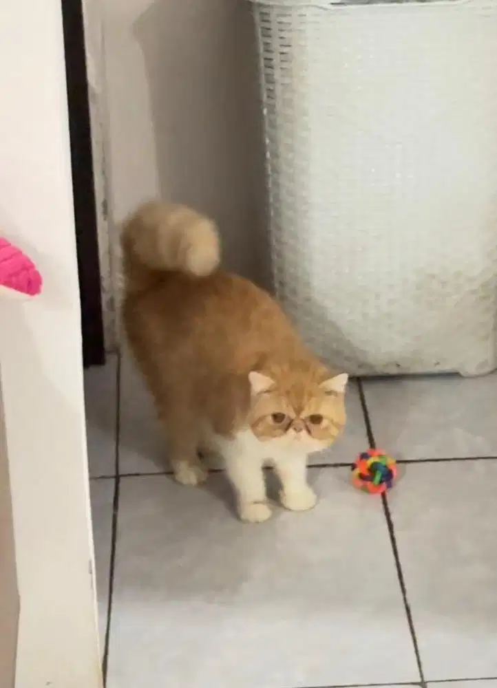 Exotic shorthair