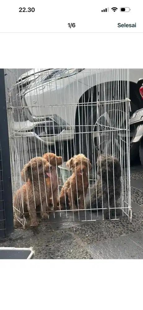 8 anjing poodle jantan & betina