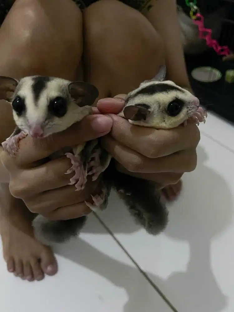 sugar glider white face