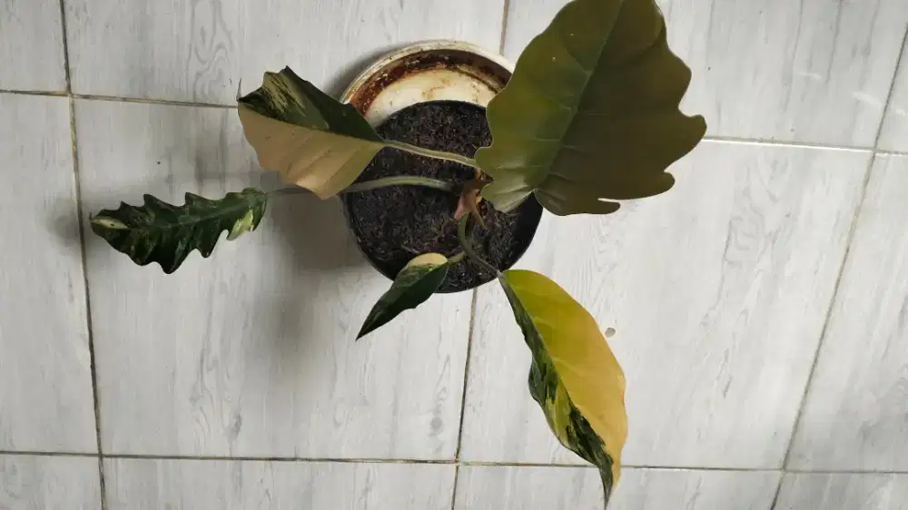 Macam-macam tanaman hias Serpong Tangerang