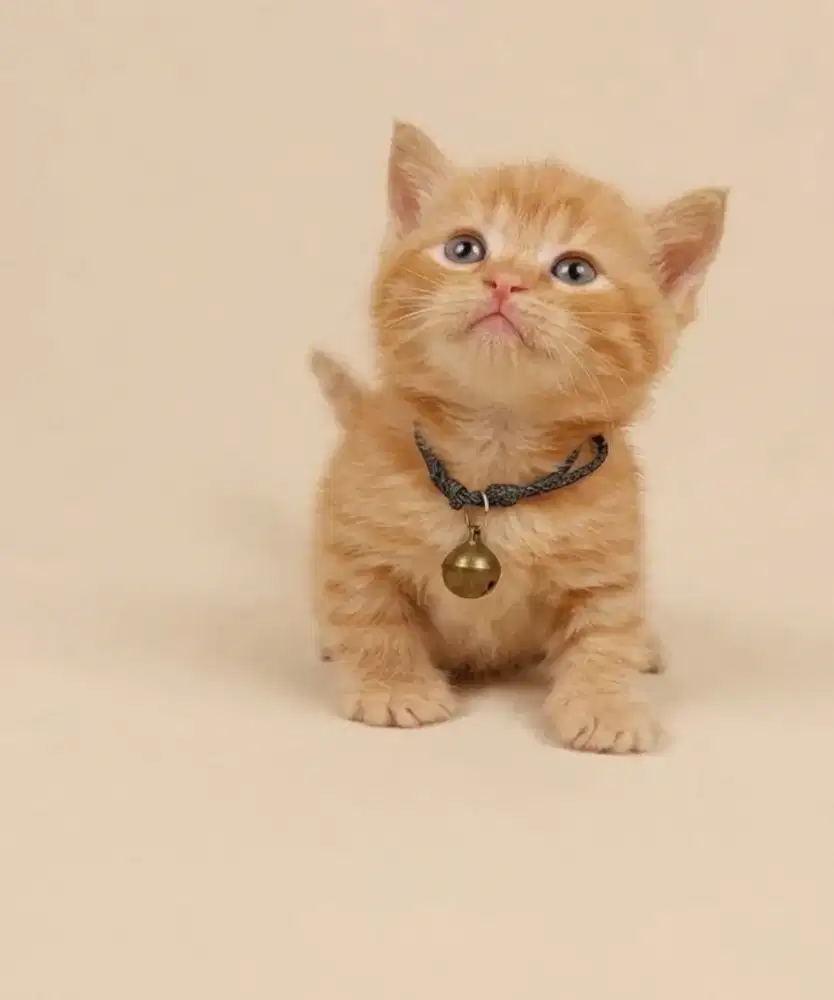 Munchkin BSH Red Jantan