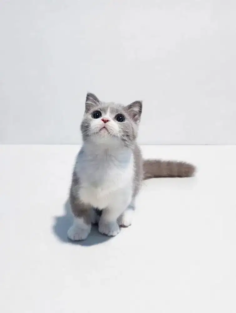Gaelic Fold Bico Fawn Munchkin BSH Scottish Fold Betina Kitten