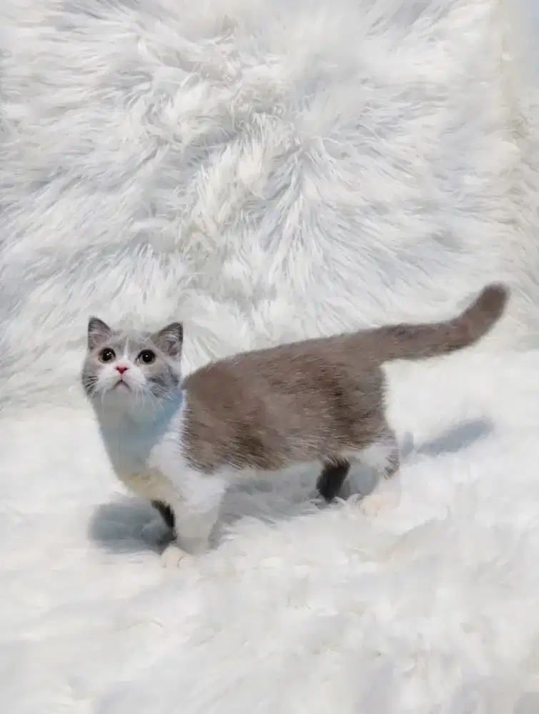 Gaelic Fold Bico Fawn Munchkin BSH Scottish Fold Betina Kitten