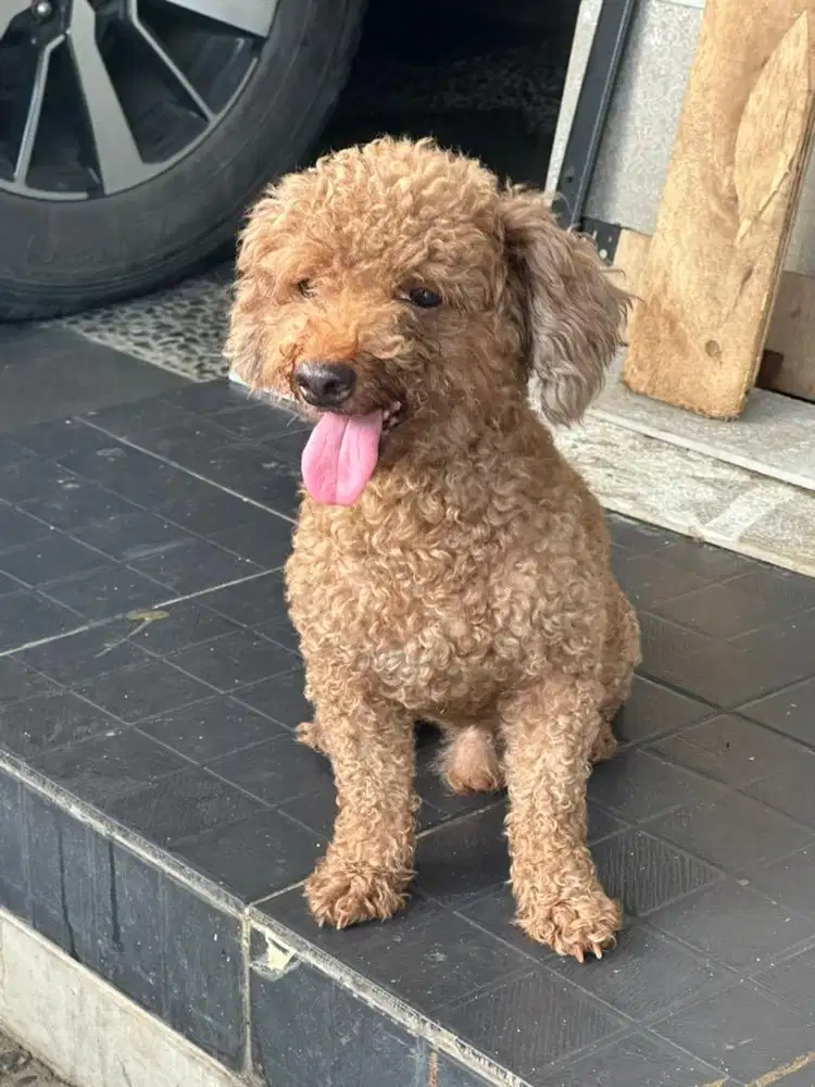 POODLE FAWN JANTAN