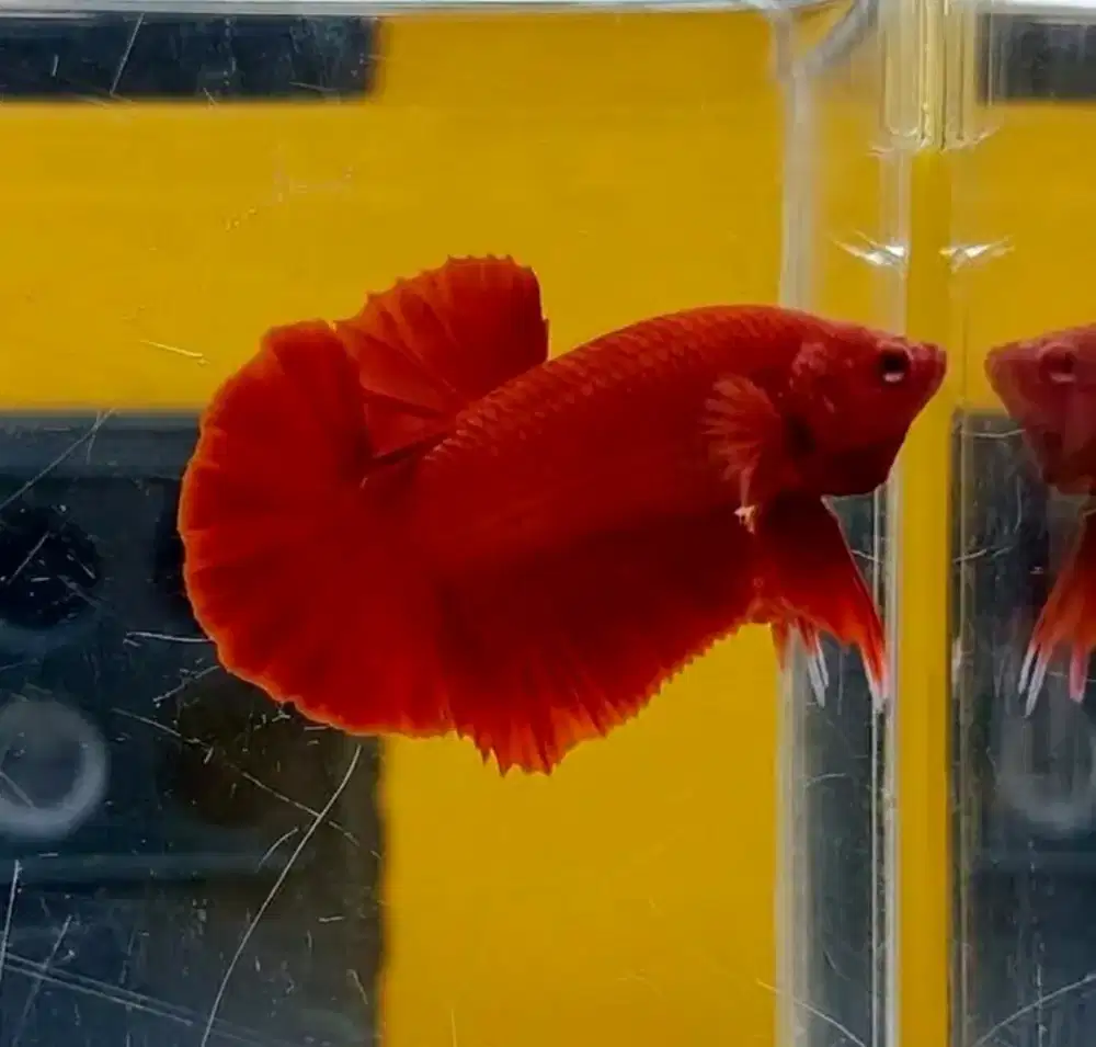 ikan cupang super Red