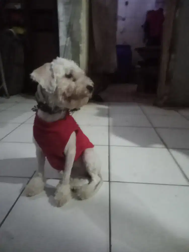 White poodle betina 9bln karakter bagus.ibu bapak import .ini kosongan