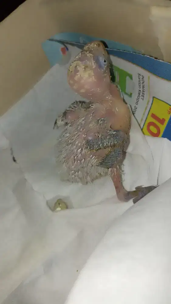 Anakan lovebird sehat