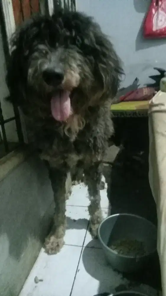 Tibettan masstif x alaskan malamute mix Standard poodle,. friendly