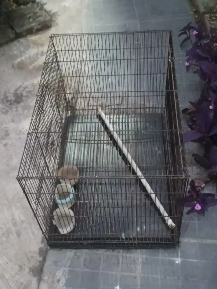 Kandang Burung atau Kucing