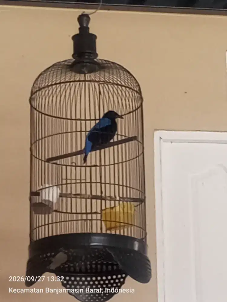 Burung biru fullset