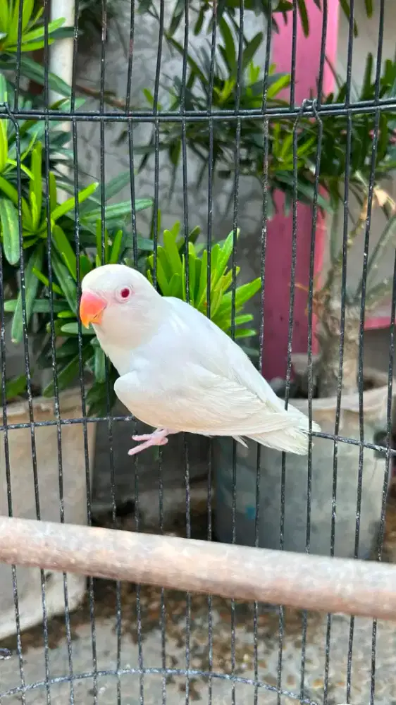 Biola albino jantan nego