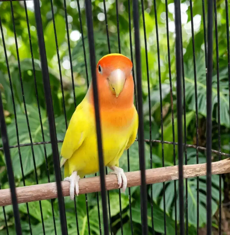 Betina mapan orange face  ( jarang)
