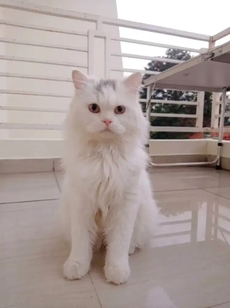 Persia Betina Usia 1 tahun Birahi
