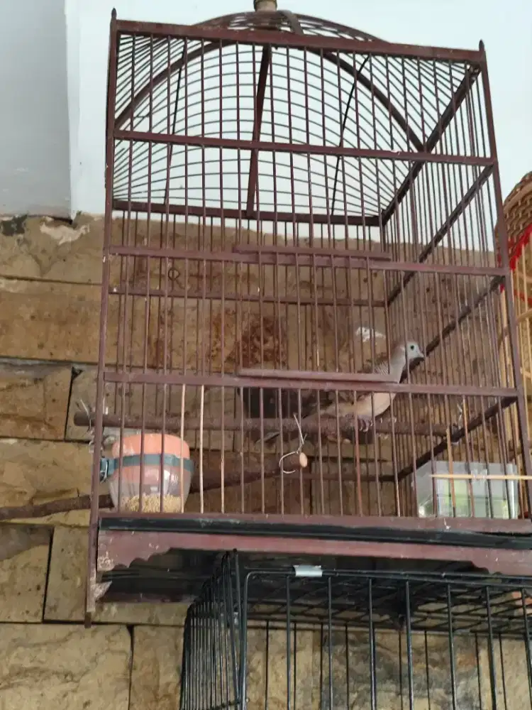 Burung perkutut