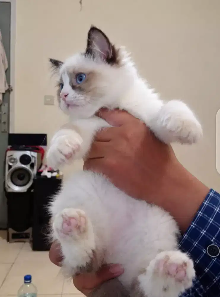Kitten ragdoll non ped