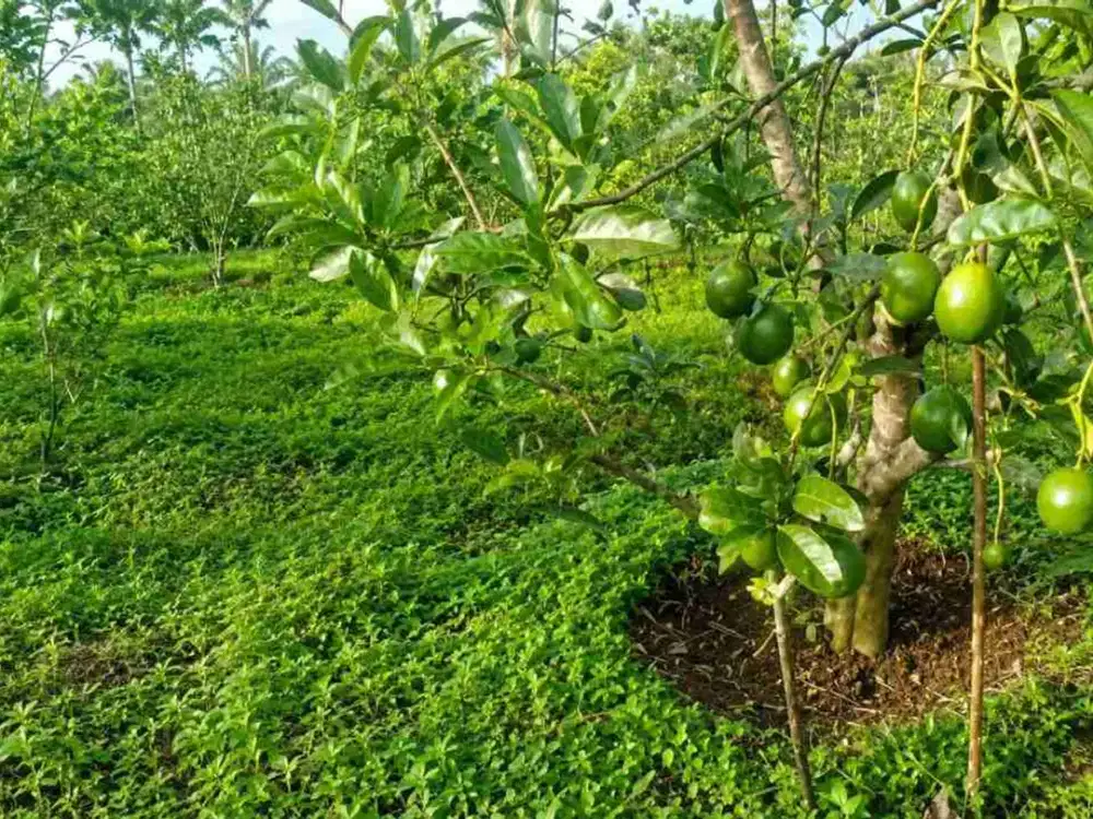 Dijual Tanah Produktif Alpukat Miki Nangkakoneng Cikidang Pinggir Jalan