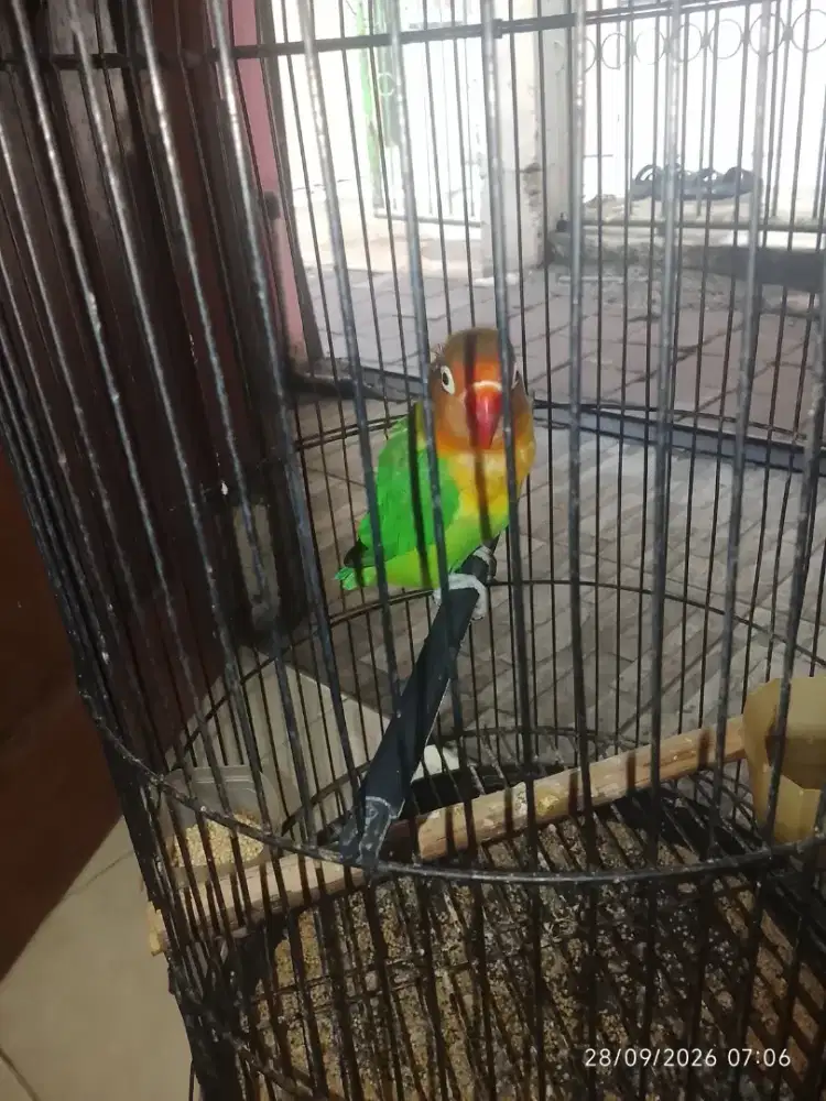Lovebird hijau josan Betina Ngapal aktif bonus