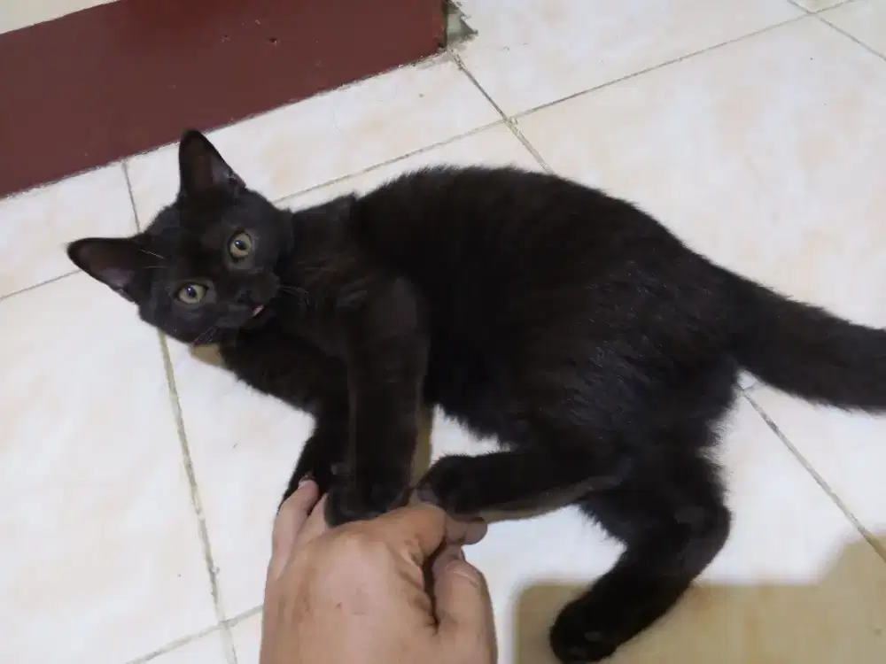 Kucing BSH Kitten Black Solid