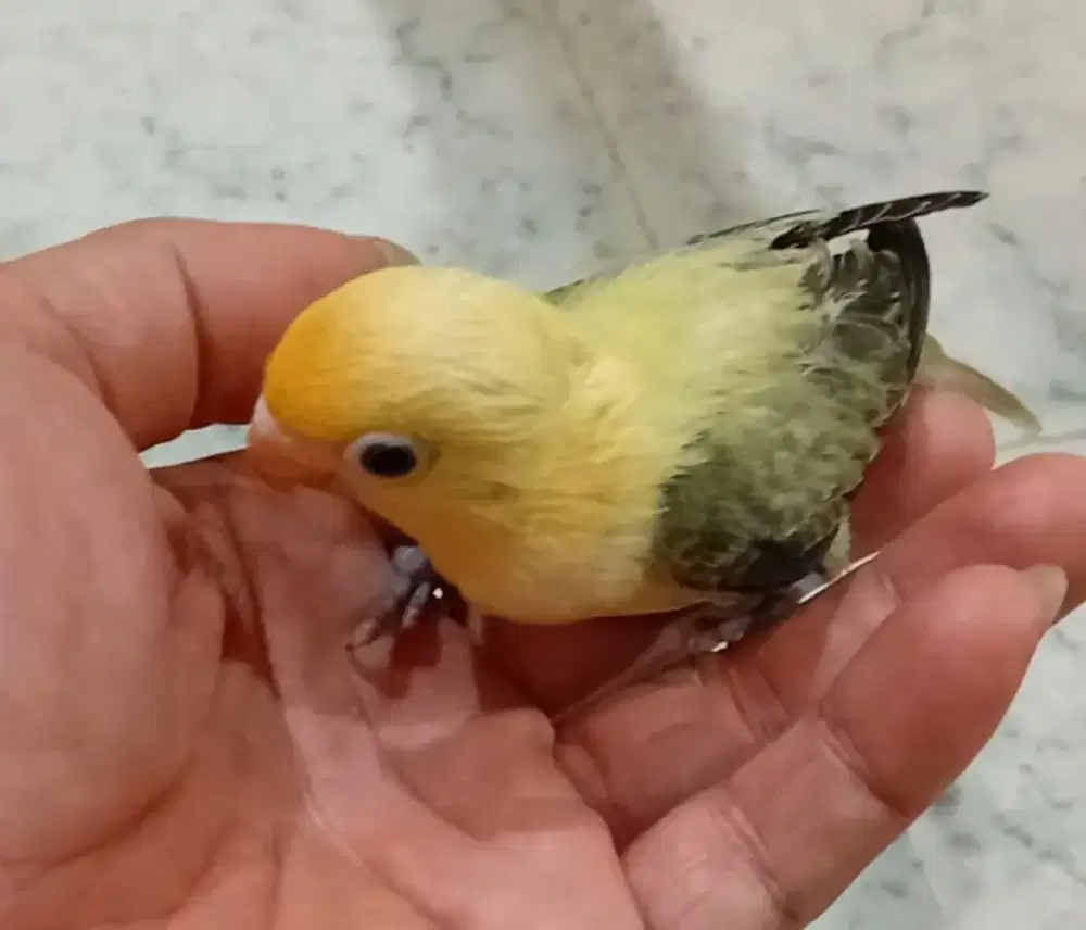 Burung lovebird